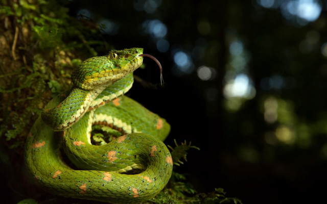 Green snake curled branch forest free wallpaper for desktop - medium preview image