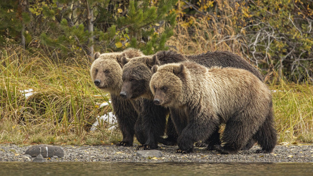 Three bears lake shore forest free wallpaper for desktop - medium preview image