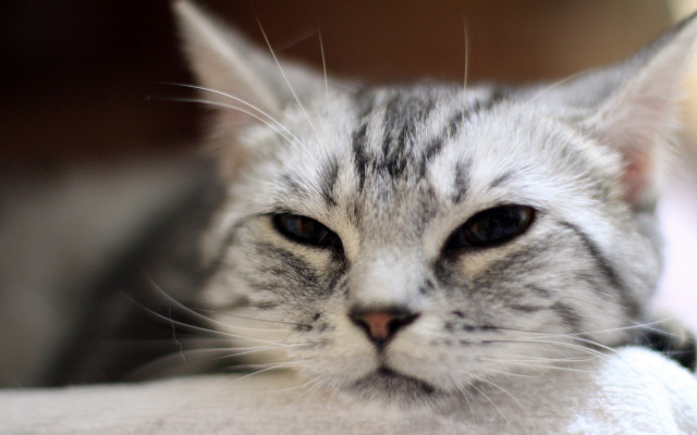 Sad cat towel bed blurry free wallpaper for desktop - medium preview image