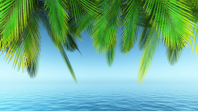 Palm ocean blue sky beach free wallpaper for desktop - medium preview image
