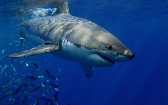 Large shark ocean fish jigsaw free wallpaper for desktop - medium preview image