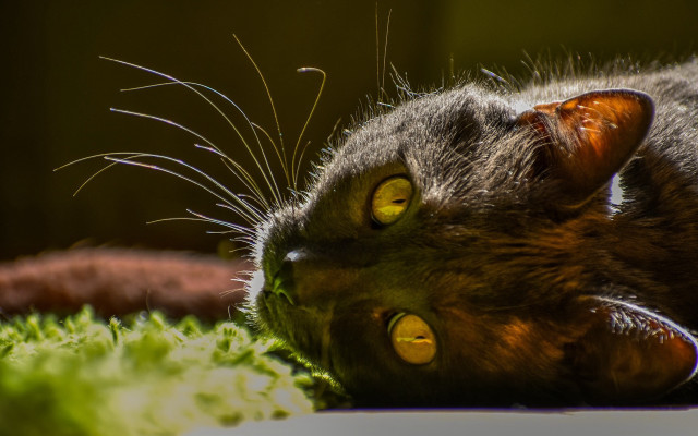 Cat lying grass open eyes free wallpaper for desktop - medium preview image