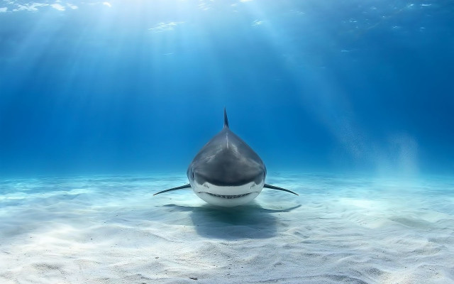 Shark swimming ocean sunbeams water free wallpaper for desktop - medium preview image