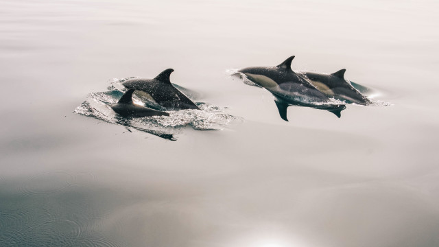 Dolphins ocean sunshine wildlife rayonism free wallpaper for desktop - medium preview image
