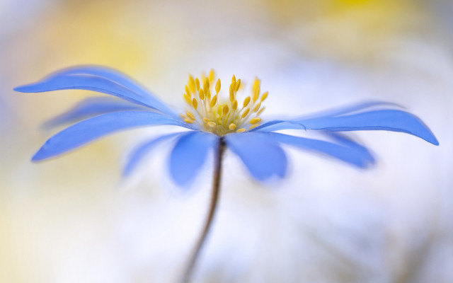 Blue flower yellow stamens macro #3 free wallpaper for desktop - medium preview image
