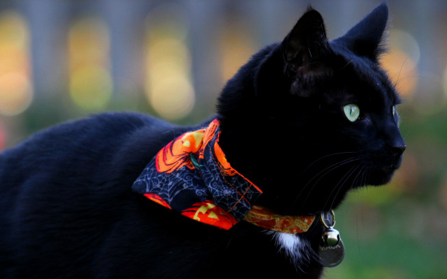 Black cat bandana folk art free wallpaper for desktop - medium preview image