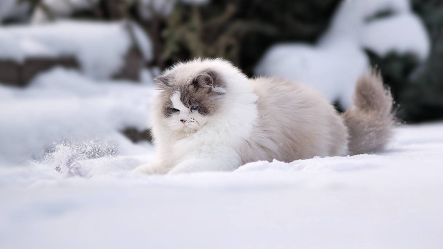 Cat snow day renaissance impressionist free wallpaper for desktop - medium preview image
