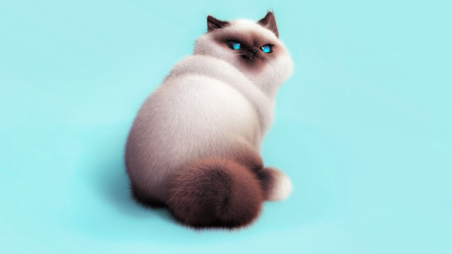 Blue eyed white cat curled free wallpaper for desktop - medium preview image