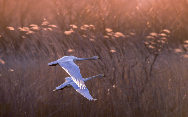 White bird sunset field flowers free wallpaper for desktop - medium preview image