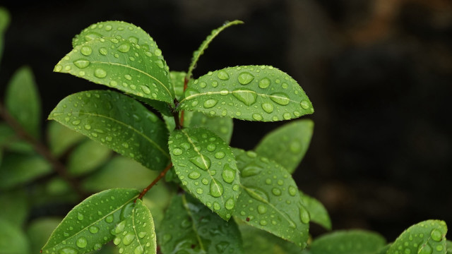 Green leaf water drops macro #9 free wallpaper for desktop - medium preview image