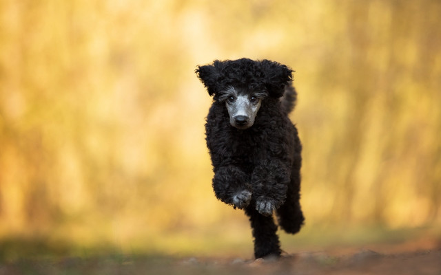 Black poodle woods blurry background free wallpaper for desktop - medium preview image