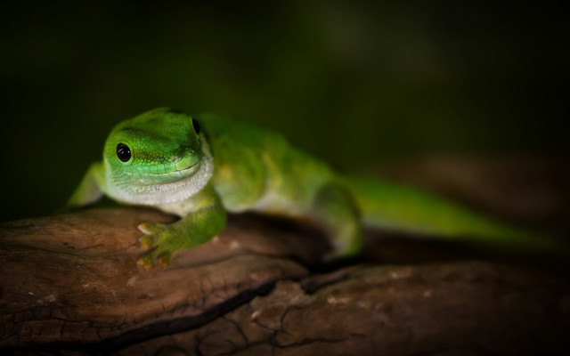 Green lizard branch dark blurry free wallpaper for desktop - medium preview image