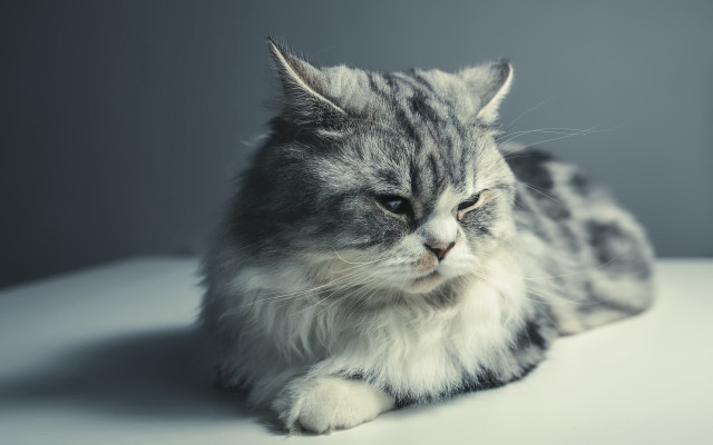 Sad cat on table gray free wallpaper for desktop - medium preview image