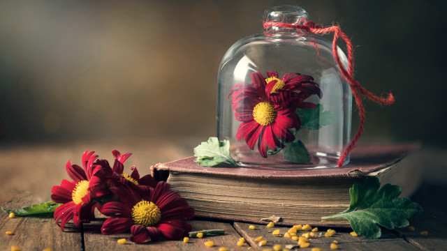 Glass cloche flowers still life free wallpaper for desktop - medium preview image