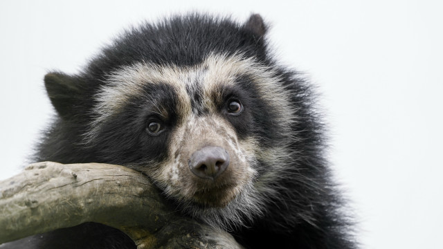 Black white bear holding branch free wallpaper for desktop - medium preview image