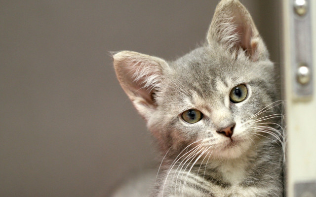 Small gray kitten sad look free wallpaper for desktop - medium preview image