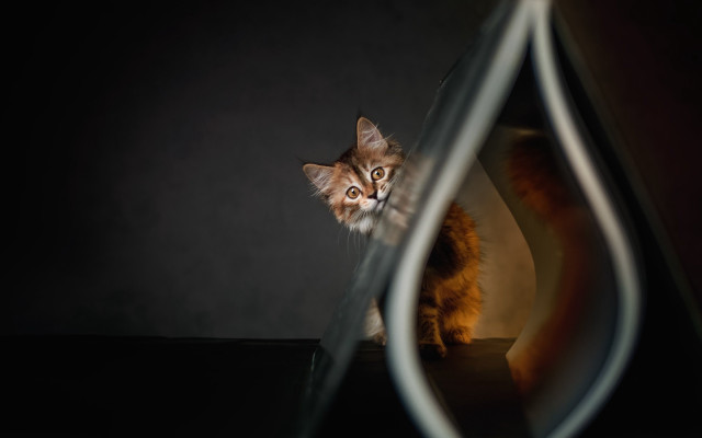 Cat reflection hologram award art free wallpaper for desktop - medium preview image