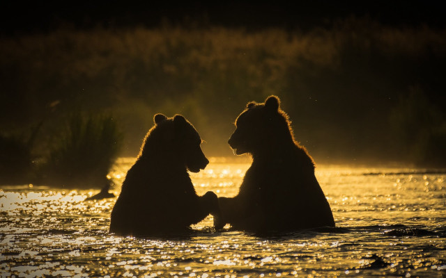 Bears water romanticism impressionist sunset free wallpaper for desktop - medium preview image