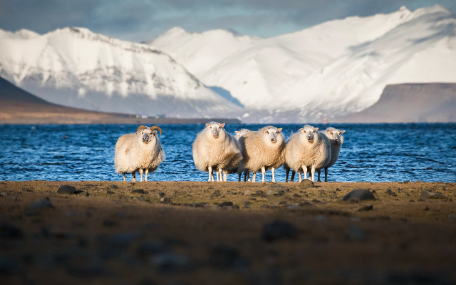 Sheep beach mountains snowy horizon free wallpaper for desktop - medium preview image