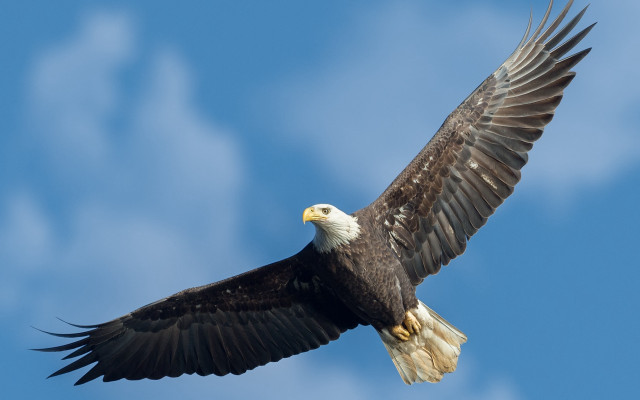 Bald eagle soaring wings spread free wallpaper for desktop - medium preview image