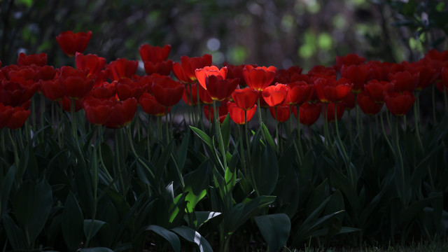 Red flower field blurry background #2 free wallpaper for desktop - medium preview image