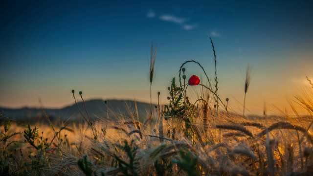 Red flower wheat sunset mountain free wallpaper for desktop - medium preview image