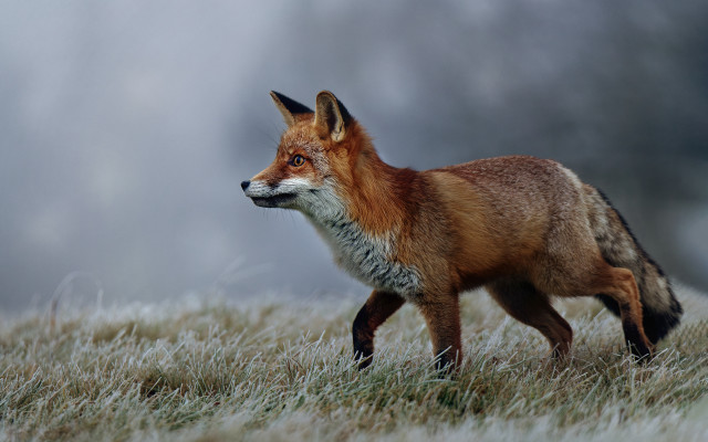 Red fox grass field wildlife free wallpaper for desktop - medium preview image
