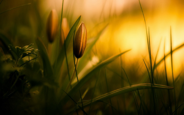 Flower grass closeup nature shallowdepth free wallpaper for desktop - medium preview image