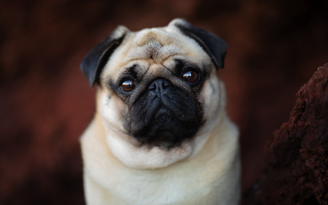 Pug blue eyes blurry background free wallpaper for desktop - medium preview image
