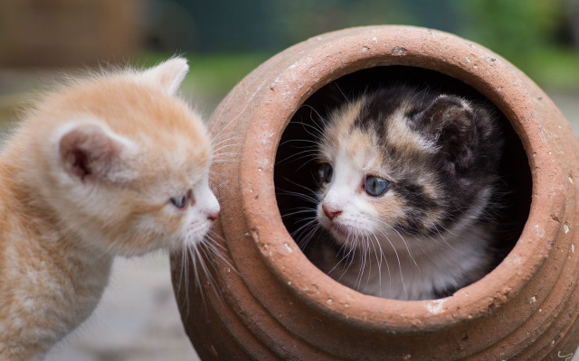 Kitten peeking claypot grass blueeyes free wallpaper for desktop - medium preview image
