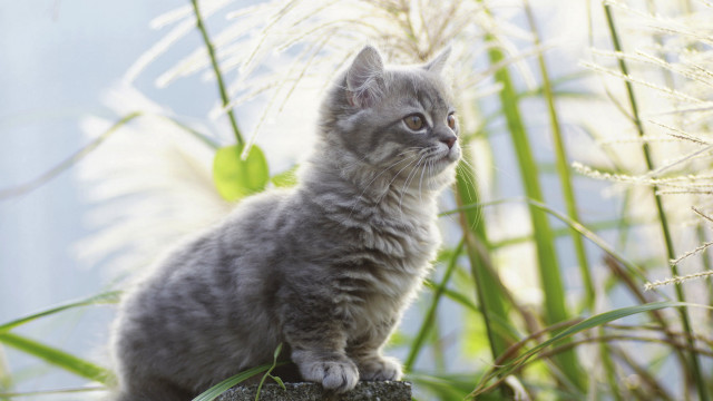 Kitten rock field blurry background free wallpaper for desktop - medium preview image