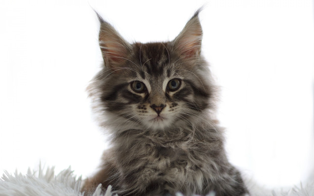 Kitten fluffy white blanket sad free wallpaper for desktop - medium preview image