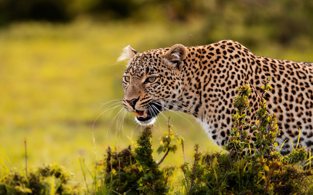 Leopard wildlife autumn camouflage openmouth free wallpaper for desktop - medium preview image