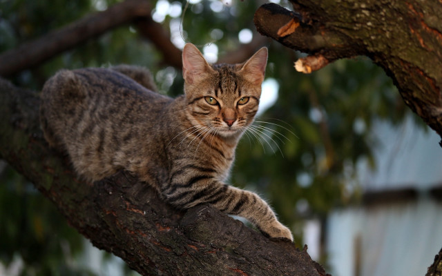 Cat branch bokeh nature blurry free wallpaper for desktop - medium preview image