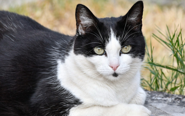 Black white cat rock green free wallpaper for desktop - medium preview image
