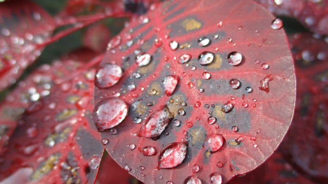 Red leaf water droplets macro #4 free wallpaper for desktop - medium preview image