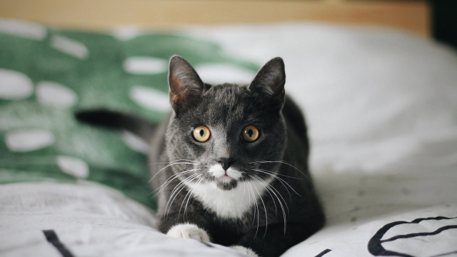 Black cat surprised beach outdoor free wallpaper for desktop - medium preview image