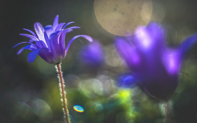 Purple flower butterfly glowing lens free wallpaper for desktop - medium preview image