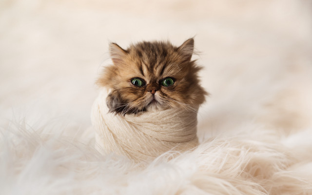 Cat sweater greeneyes renaissance stock free wallpaper for desktop - medium preview image