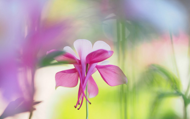 Pink flower macro art photography free wallpaper for desktop - medium preview image