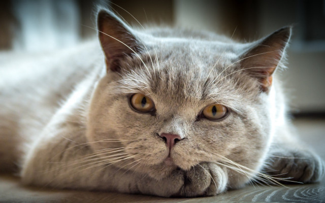 Sad cat laying floor eye free wallpaper for desktop - medium preview image