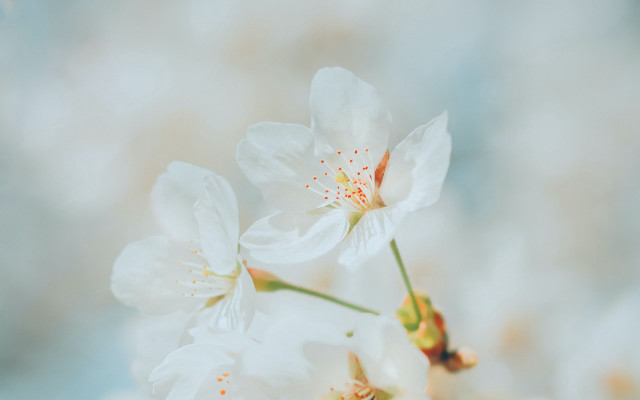 Closeup flower lily lotus white free wallpaper for desktop - medium preview image