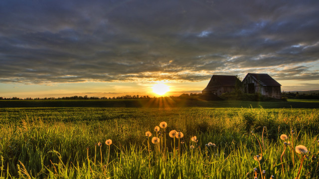 Dandelions grass hill sunset cloudy free wallpaper for desktop - medium preview image