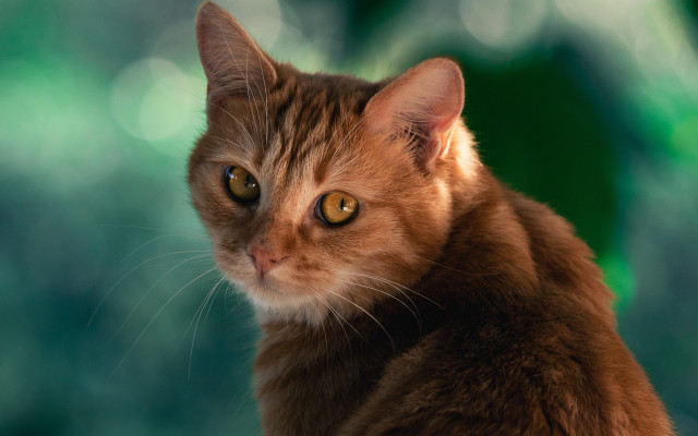 Serious cat green background blurry free wallpaper for desktop - medium preview image