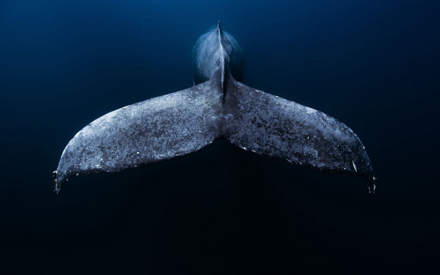 Large whale swimming tail up free wallpaper for desktop - medium preview image