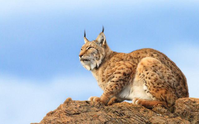 Lynx sitting rock smiling blue free wallpaper for desktop - medium preview image