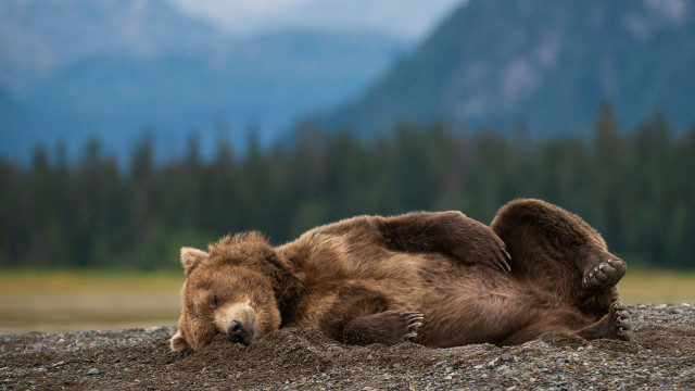 Brown bear rocky beach mountains #2 free wallpaper for desktop - medium preview image