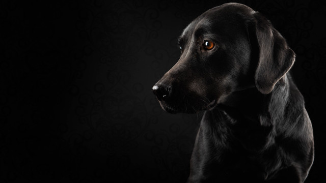 Black dog yellow eye dark free wallpaper for desktop - medium preview image