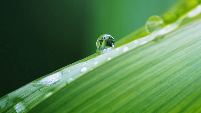 Water drop green leaf macro #17 free wallpaper for desktop - medium preview image