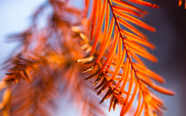 Tree branch orange leaves blue free wallpaper for desktop - medium preview image